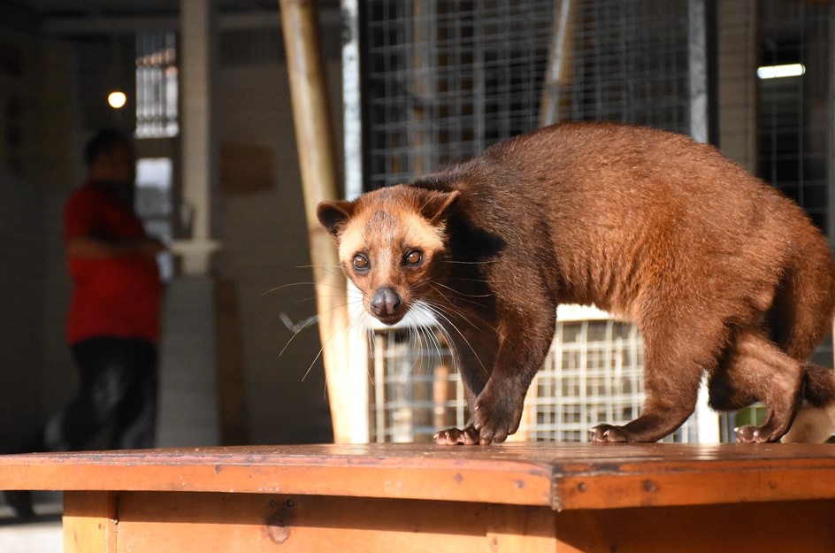 How to Get Rid of Civet Cat from Roof