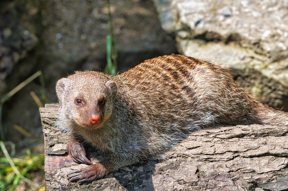 How to Trap the Civet Cat