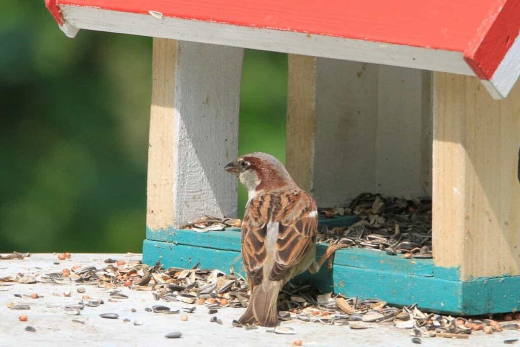 How to Get Rid of Birds in the office