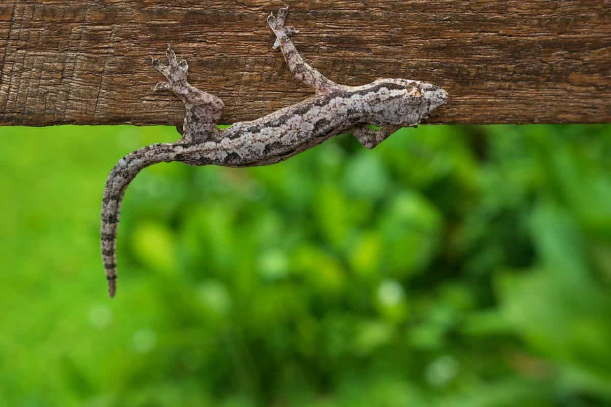 House Lizard Removal: How to Catch a Lizard Safely and Release It